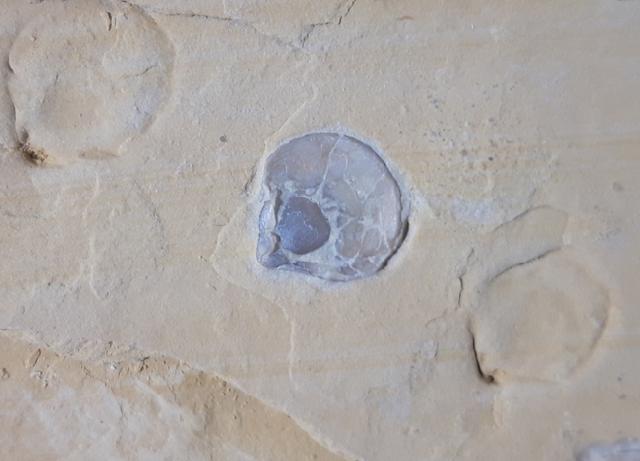 Terebratula sp. MUELLER 1776 - Bild &copy; FossNet FossilienStore